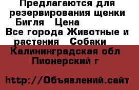Предлагаются для резервирования щенки Бигля › Цена ­ 40 000 - Все города Животные и растения » Собаки   . Калининградская обл.,Пионерский г.